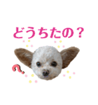 モカちゃん日記その4（個別スタンプ：29）