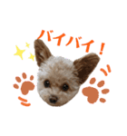 モカちゃん日記その4（個別スタンプ：30）