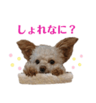 モカちゃん日記その4（個別スタンプ：31）