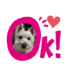 犬の気持ちピース＆ケンケン（個別スタンプ：3）