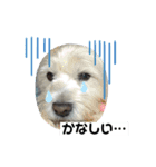 犬の気持ちピース＆ケンケン（個別スタンプ：4）