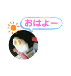 オカメインコのるっちゃん（個別スタンプ：1）