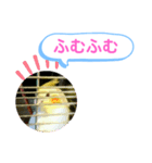 オカメインコのるっちゃん（個別スタンプ：6）