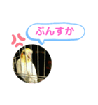 オカメインコのるっちゃん（個別スタンプ：7）