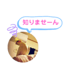 オカメインコのるっちゃん（個別スタンプ：8）