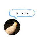 オカメインコのるっちゃん（個別スタンプ：9）