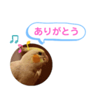 オカメインコのるっちゃん（個別スタンプ：10）
