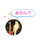 オカメインコのるっちゃん（個別スタンプ：11）