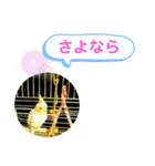 オカメインコのるっちゃん（個別スタンプ：15）