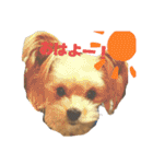 タリちゃんスタンプ（個別スタンプ：1）