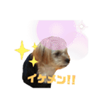 タリちゃんスタンプ（個別スタンプ：10）