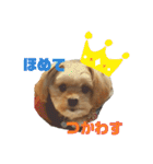 タリちゃんスタンプ（個別スタンプ：11）