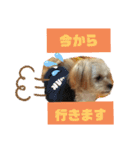 タリちゃんスタンプ（個別スタンプ：13）