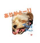 タリちゃんスタンプ（個別スタンプ：15）