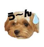 タリちゃんスタンプ（個別スタンプ：22）