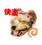 タリちゃんスタンプ（個別スタンプ：23）