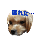 タリちゃんスタンプ（個別スタンプ：34）