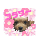タリちゃんスタンプ（個別スタンプ：39）