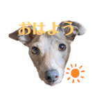 イタグレMAMOの日常会話（個別スタンプ：5）