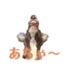 イタグレMAMOの日常会話（個別スタンプ：10）
