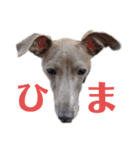 イタグレMAMOの日常会話（個別スタンプ：11）