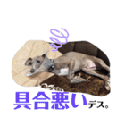 イタグレMAMOの日常会話（個別スタンプ：14）