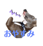 イタグレMAMOの日常会話（個別スタンプ：17）