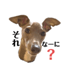 イタグレMAMOの日常会話（個別スタンプ：19）