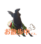 イタグレMAMOの日常会話（個別スタンプ：20）