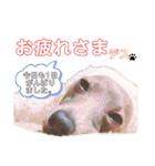 イタグレMAMOの日常会話（個別スタンプ：21）