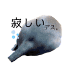 イタグレMAMOの日常会話（個別スタンプ：23）