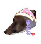 イタグレMAMOの日常会話（個別スタンプ：31）