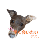 イタグレMAMOの日常会話（個別スタンプ：32）