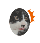 クロ。（個別スタンプ：1）