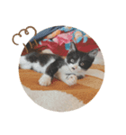 クロ。（個別スタンプ：4）