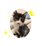 クロ。（個別スタンプ：5）