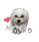 マルチーズの日常2（個別スタンプ：5）