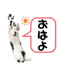 うたと、佐吉と、時々三成（個別スタンプ：14）