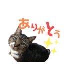 うたと、佐吉と、時々三成（個別スタンプ：16）