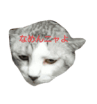 かりまろん（個別スタンプ：1）