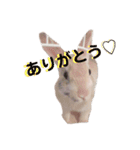 ロロの舞（個別スタンプ：1）