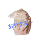 ロロの舞（個別スタンプ：4）