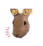 ロロの舞（個別スタンプ：10）