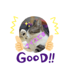 猫カフェねこまんまです（個別スタンプ：2）
