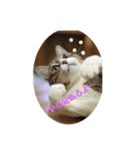 猫カフェねこまんまです（個別スタンプ：4）