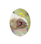 猫カフェねこまんまです（個別スタンプ：7）