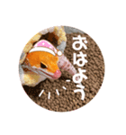 レオパのミューシャ（個別スタンプ：5）