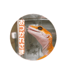 レオパのミューシャ（個別スタンプ：6）