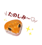 レオパのミューシャ（個別スタンプ：8）