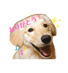 ゴールデンレトリバー ルナ2（個別スタンプ：2）